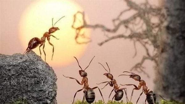 موقع أيام نيوز