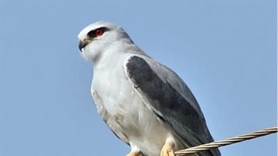ما هو الطائر الذي حذرنا منه الرسول ؟ ” تفاصيل مهمة جدا